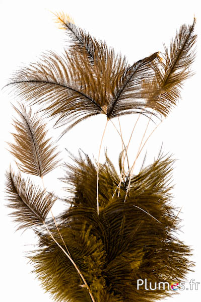 Strauß Body Split Goldkiel - 33-38 cm - gelb-grau
